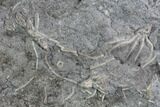 Crinoid Fossils ( Species) - Gilmore City, Iowa #86746-3